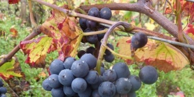 IMG_0037.JPG