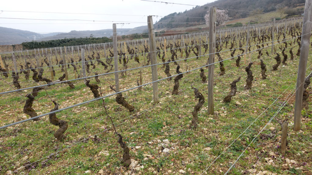 Domaine Duroché viticulture and vineyard news